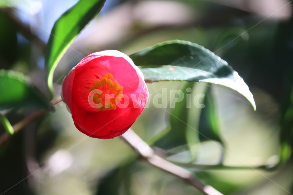 봄,동벡,꽃,감성사진,색감,자연,햇살,느낌,배경화면,식물,식물,자연,plants,nature,꽃,flower