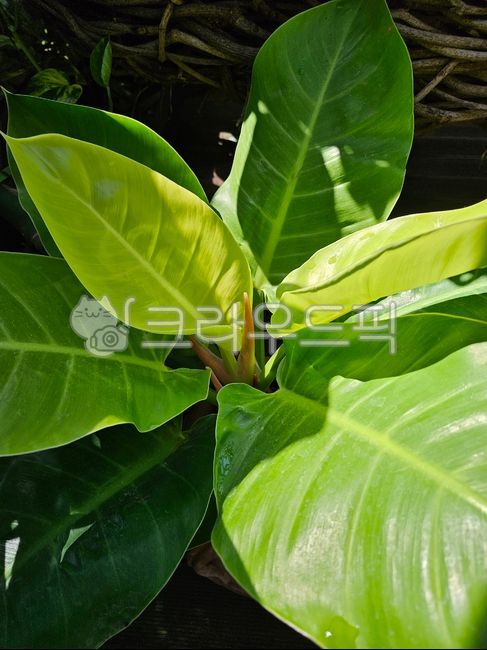 Cheonnam and,green,light green,leaf view plant,leaf,Philodentron,Lemon Lime