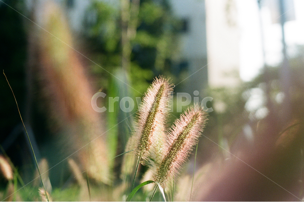 강아지풀,자연,공원,산책,가을,감성,식물,식물,자연,plants,nature