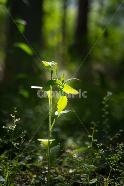 풀,봄,식물,새싹,초록,식물,자연,plants,nature,휴식,힐링,rest,relaxation,healing