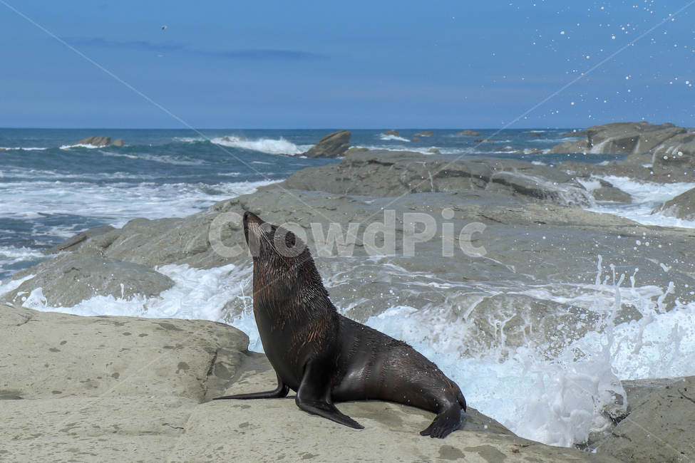 물개,동물,seal,animal,일광욕,야생동물,wildlife,귀여움,adorable,cute