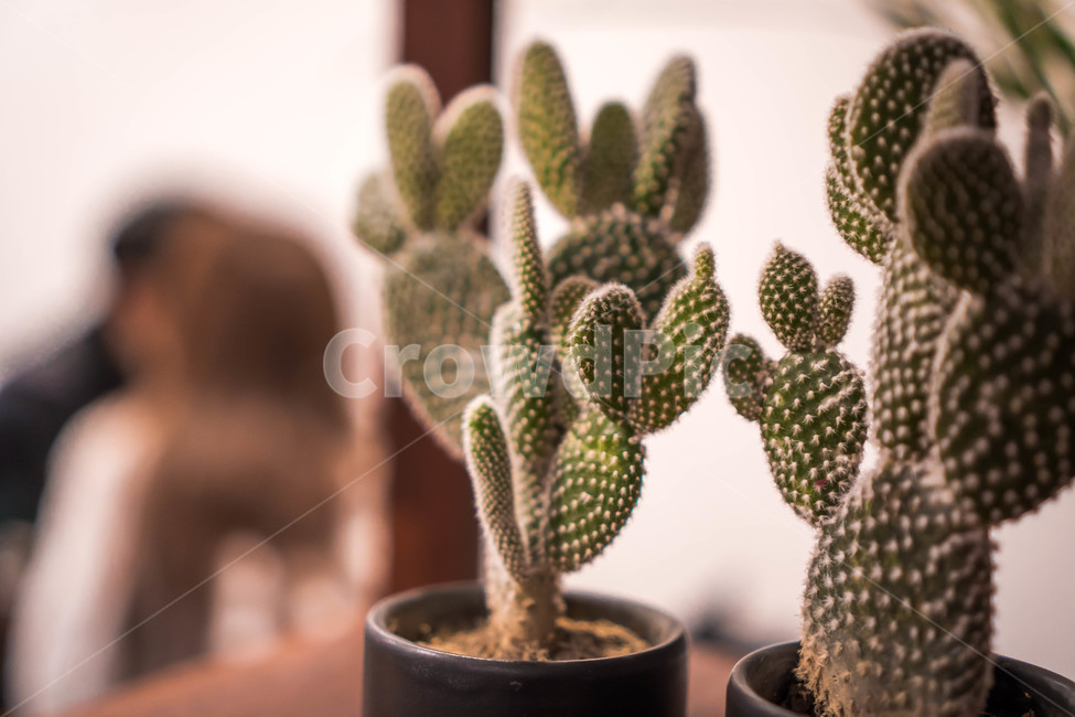 카페,카페인테리어,선인장,cactus,곰발바박,동글동글,귀여운,실내용화초,화분,화초,house plant