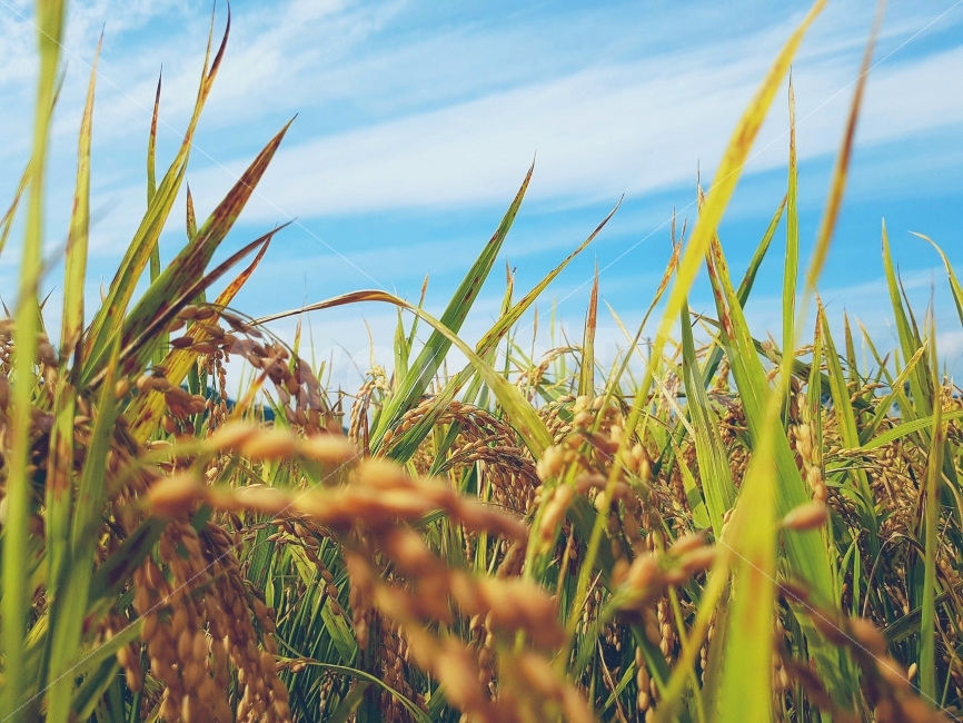벼,하늘,자연,일상,색감,강원도,양구,시골,길거리,풍경,가족,여행,Rice,Sky,nature,daily,color,Gangwondo,Country,street,landscape,View,Family,Travel,가을,계절,fall,autumn,season,식물,자연,plants,nature,vegetation,초목,plant,grass,잔디,field,들,grassland,목초지,outdoors,옥외