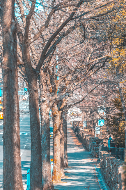 tree,나무,plant,식물,treetrunk,자연,풍경,nature,landscape,tree trunk,나무 줄기
