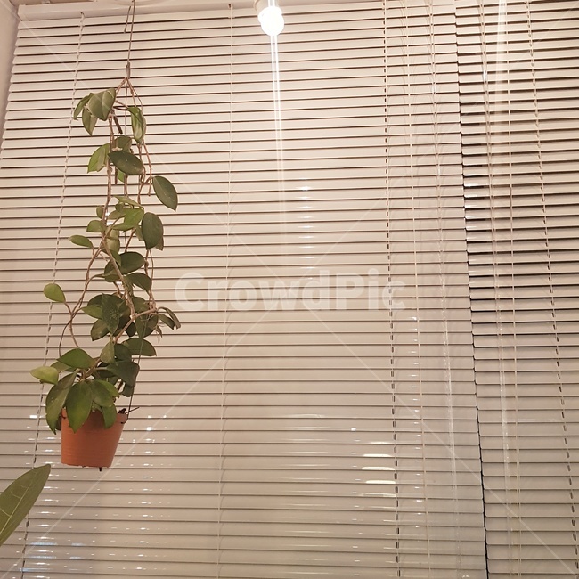 식물,카페,블라인드,인테리어,여백