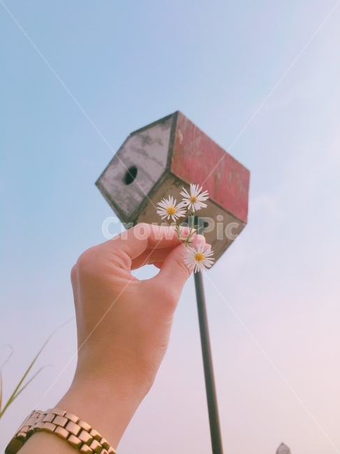 손,꽃,들꽃,우체통,하늘,배경,여름,공원,사진,하늘공원,여름꽃,식물,자연,plants,nature,꽃,flower,사람,인물,인간,human,person,신체일부,몸,body,감성,sensible,feeling