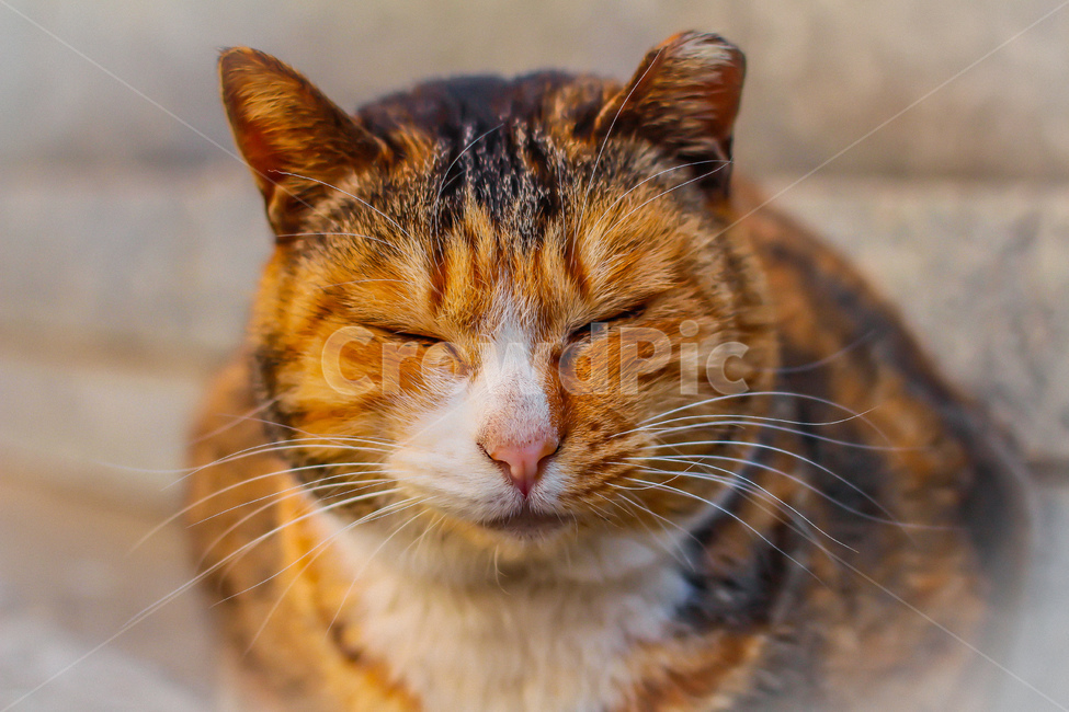 냥냥이,고양이,길고양이,반려묘,동물,일상,여유,동물,animal,포유류,mammal,고양이,cat,kitten,kitty