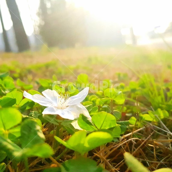 벗꽃,클로버,꽃,봄,희망,봄,계절,spring,season,식물,자연,plants,nature,꽃,flower,plant,sunlight,햇빛