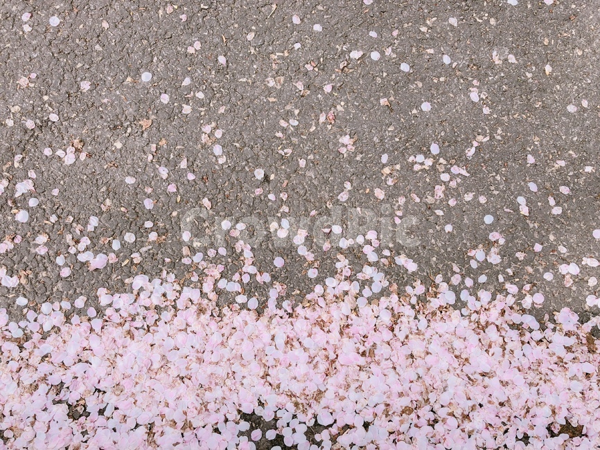 분위기,감수성,따듯한,봄,꽃,나무,벚꽃,봄,계절,spring,season,꽃,flower,ground,바닥