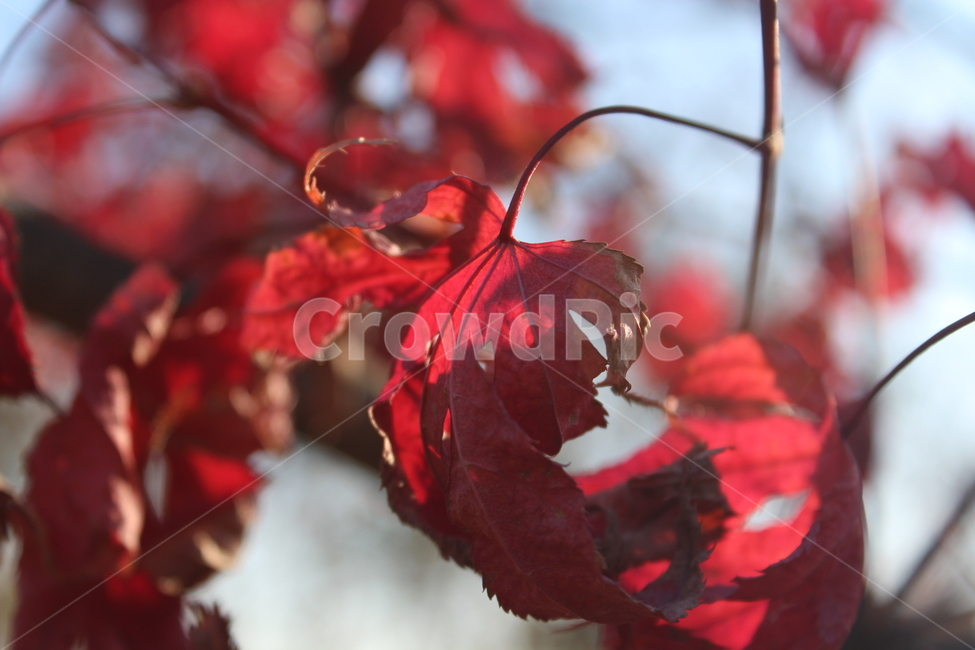 maple,red,단풍,tree,winter