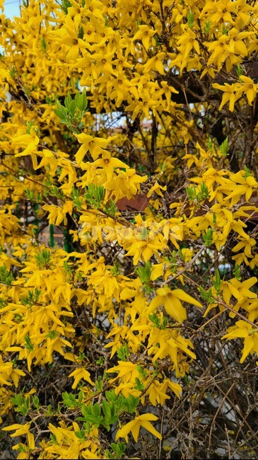 개나리,노란,노란색,꽃,봄,봄꽃,flower,봄날,개화,yellow,plant,식물