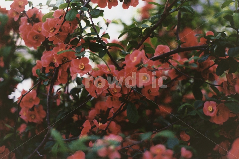 꽃,빨간꽃,자연,봄,개화,명자나무,flower,spring,april,고즈넉,단아함,색감,필름사진,번짐