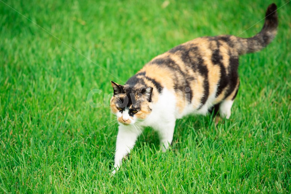 고양이,캣,냥냥이,길고양이,삼색이,치즈냥,냥,cat,동물,동물,animal,포유류,mammal,고양이,cat,kitten,kitty