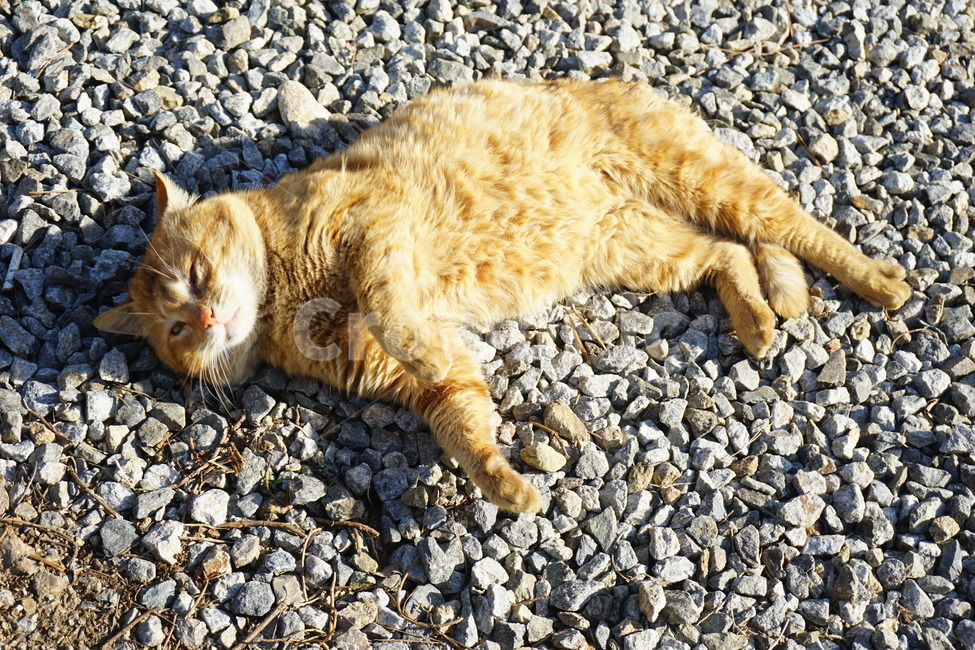 고양이,1인칭,봄,일광욕,cat,kitty,street,동물,animal,포유류,mammal,고양이,cat,kitten,kitty