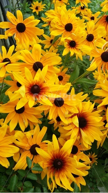식물,꽃,flower,plant,검은눈천인구