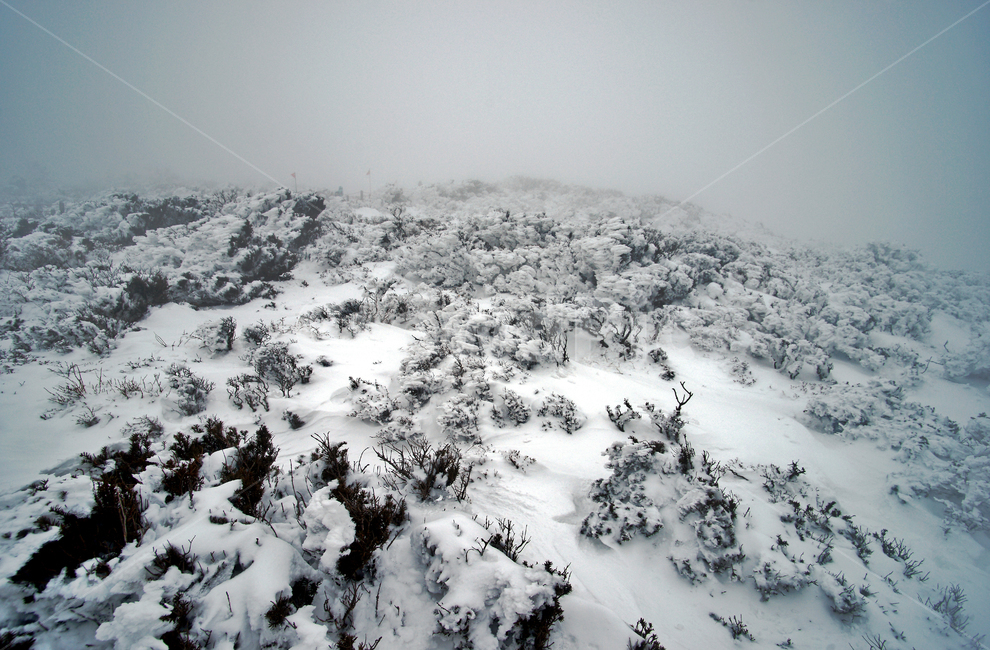 겨울산,한라산,설경,설산,한라산설경,겨울,안개,운무,겨울,계절,winter,season