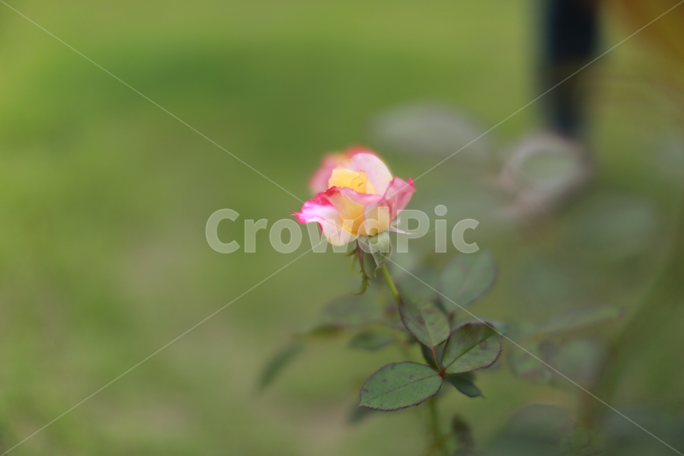 장미,꽃,식물,봄꽃,분홍,식물,자연,plants,nature,꽃,flower