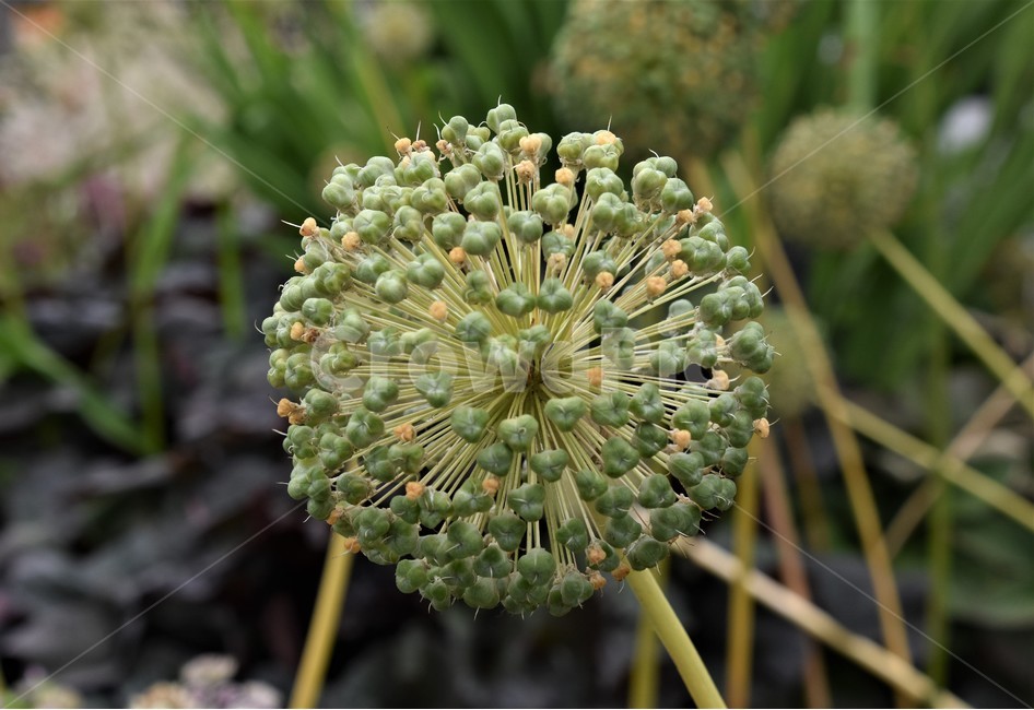 꽃,식물,자연,신비,신기,식물,자연,plants,nature