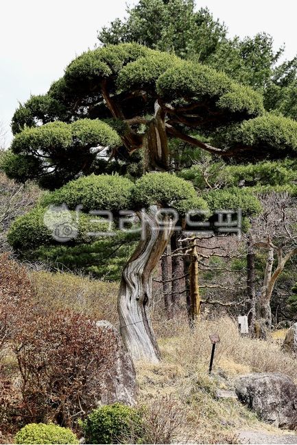 tree,나무,나무줄기,전나무,구과식물,관상목,고목