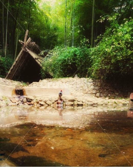nature,자연,농촌,죽림,연못,대나무,숲,초록,고요,조용,움막,bamboo,forest,cozy,안락,비밀장소,pond