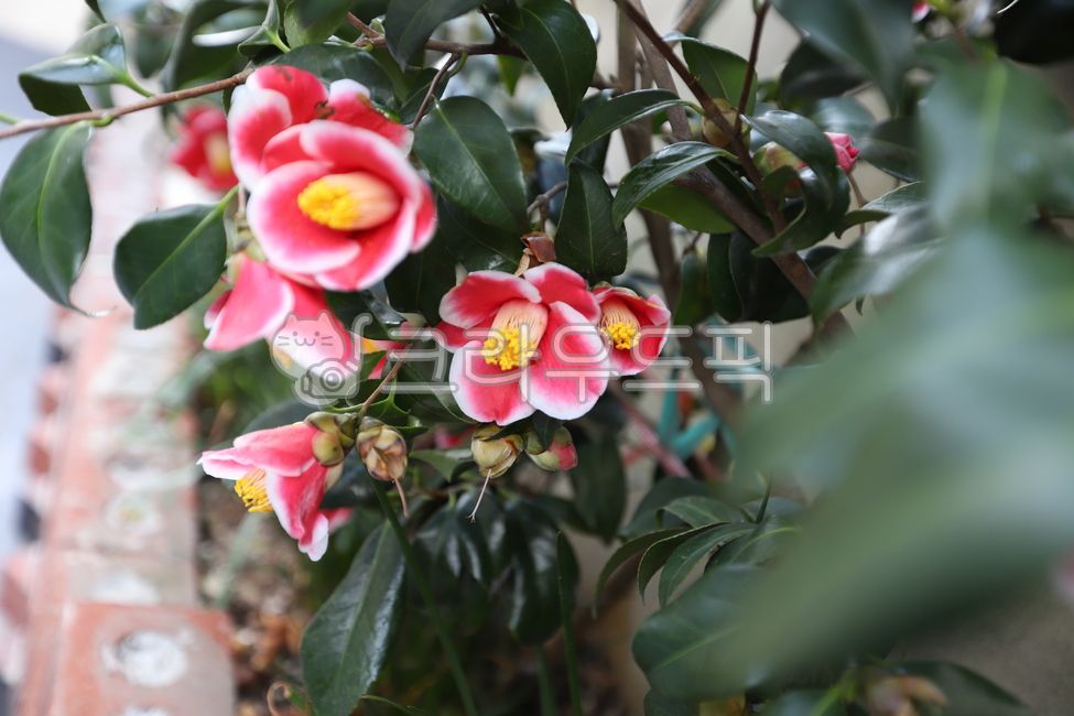 petal,baby camellia,Spring news,flower