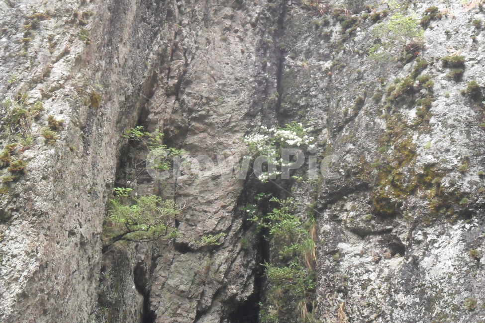 꽃,나무,바위,rock,tree,이끼,자연,풍경,nature,landscape,cliff,낭떠러지,outdoors,옥외