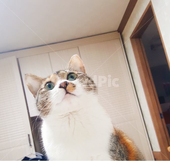 고양이,cat,애완동물,pet,코숏,동물,동물,animal,포유류,mammal,고양이,cat,kitten,kitty