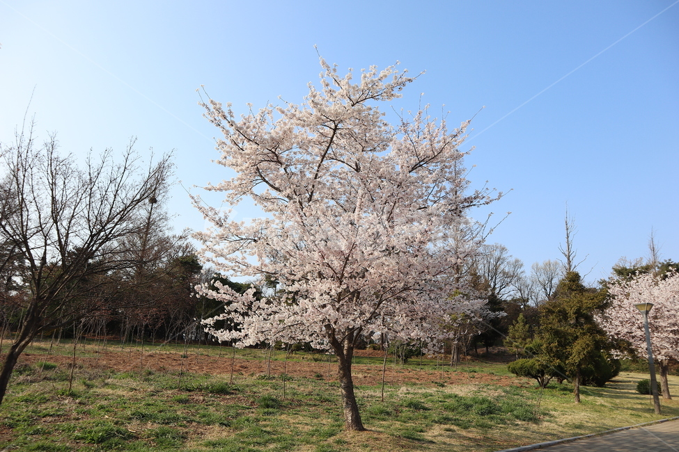 cherryblossoms,벚꽃,봄,꽃,flower
