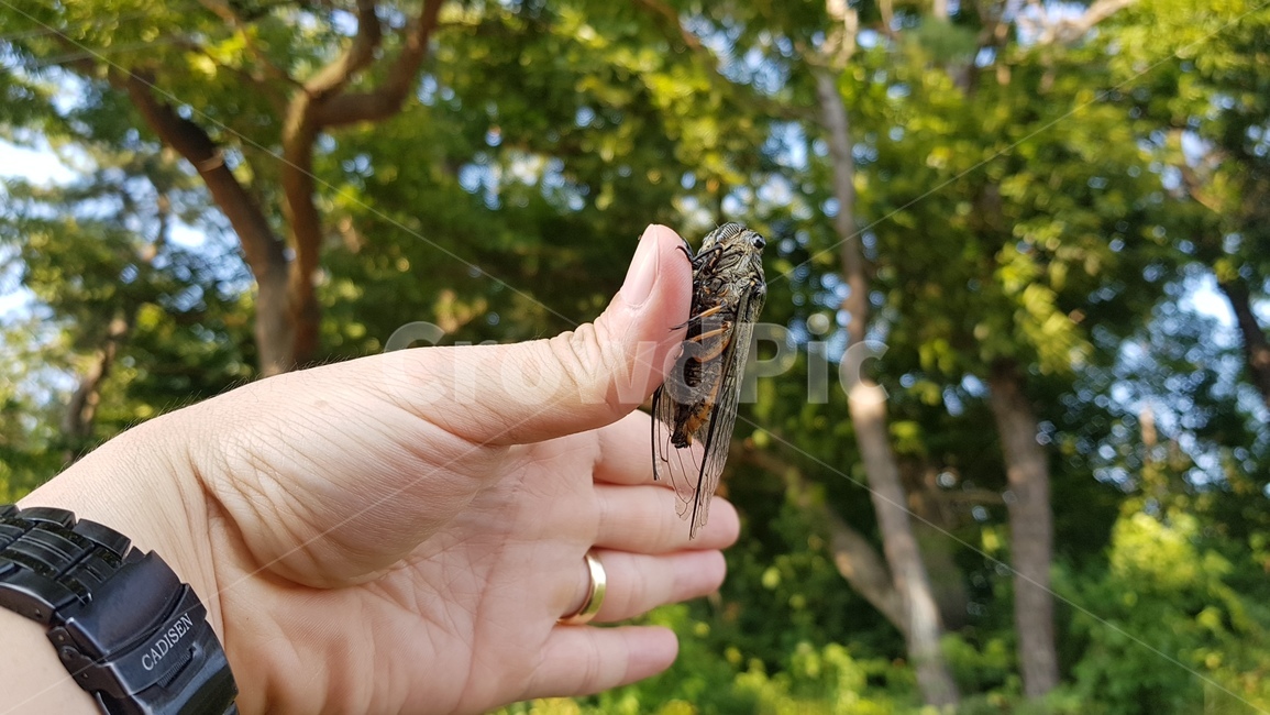 매미,매미유충,여름,매미채집,매미얼굴,동물,animal,곤충,벌레,insect,bug,사람,인물,인간,human,person,신체일부,몸,body
