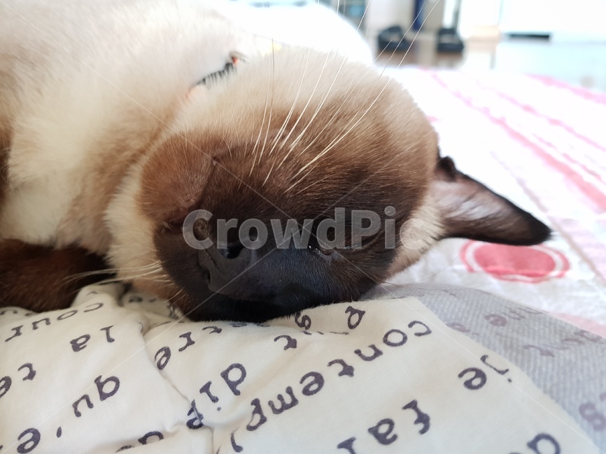 샴,샴고양이,cat,고양이,반려묘,반려,검정고양이,포유류,animal,단모,낮잠,family,휴식,rest,애완동물,동물,pet,동물,animal,포유류,mammal,고양이,cat,kitten,kitty