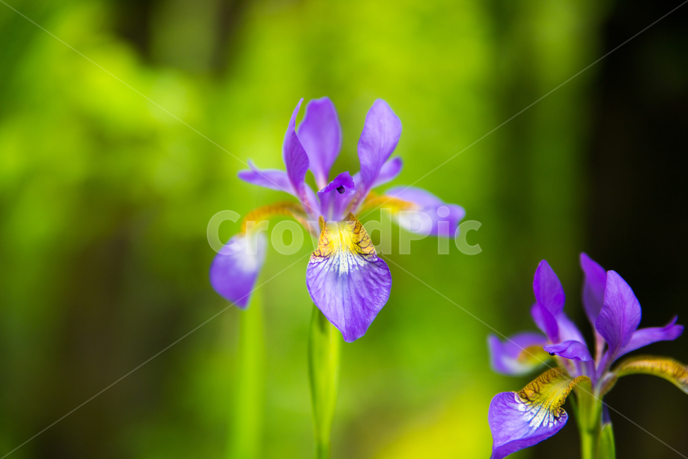 야생화,들꽃,접사,자연,nature,wildflower,식물,자연,plants,nature,꽃,flower