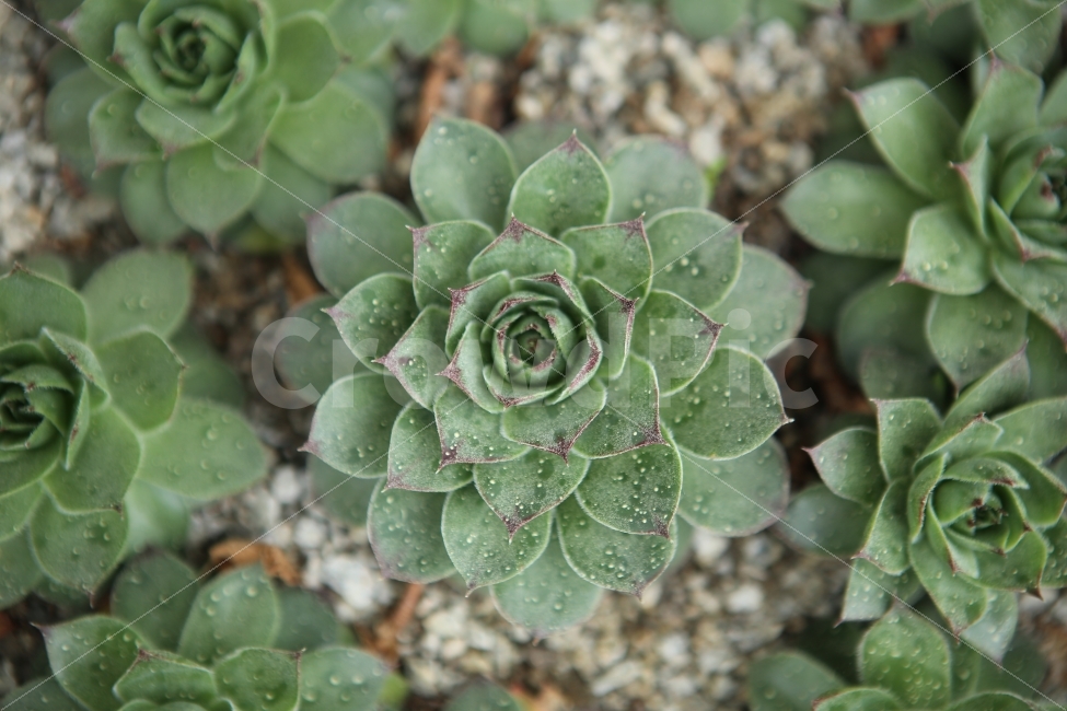 꽃,선인장,배경,파워포인트,자연,식물,자연,plants,nature