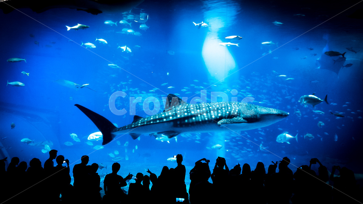 shark,fish,whale shark,Churaumi Aquarium,aquarium