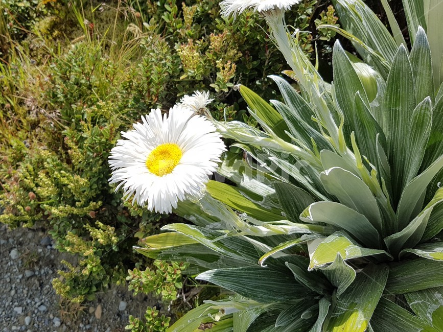 꽃,식물,자연,하얀꽃,하얀색꽃