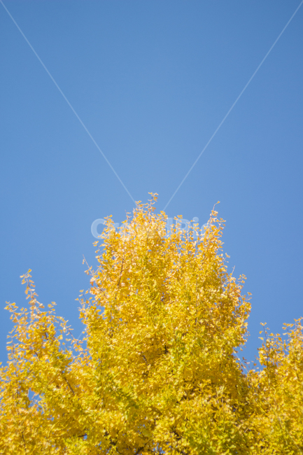 은행나무,은행잎,가을,자연,autumn,fall,ginkgo,yellow,은행,가을,계절,fall,autumn,season
