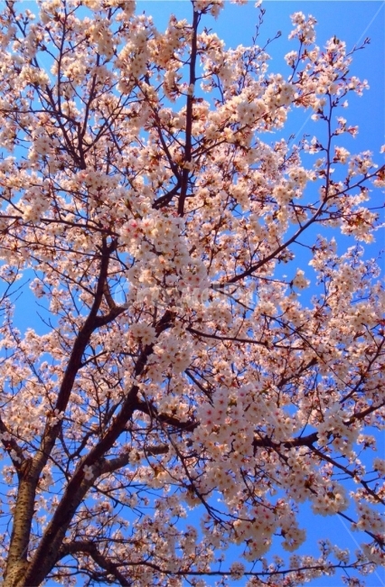 벚꽃,꽃,나무,하늘,봄,배경화면용,달력,배경화면,자연,봄,계절,spring,season,식물,자연,plants,nature,꽃,flower,나무,trees,wood,plant,blossom