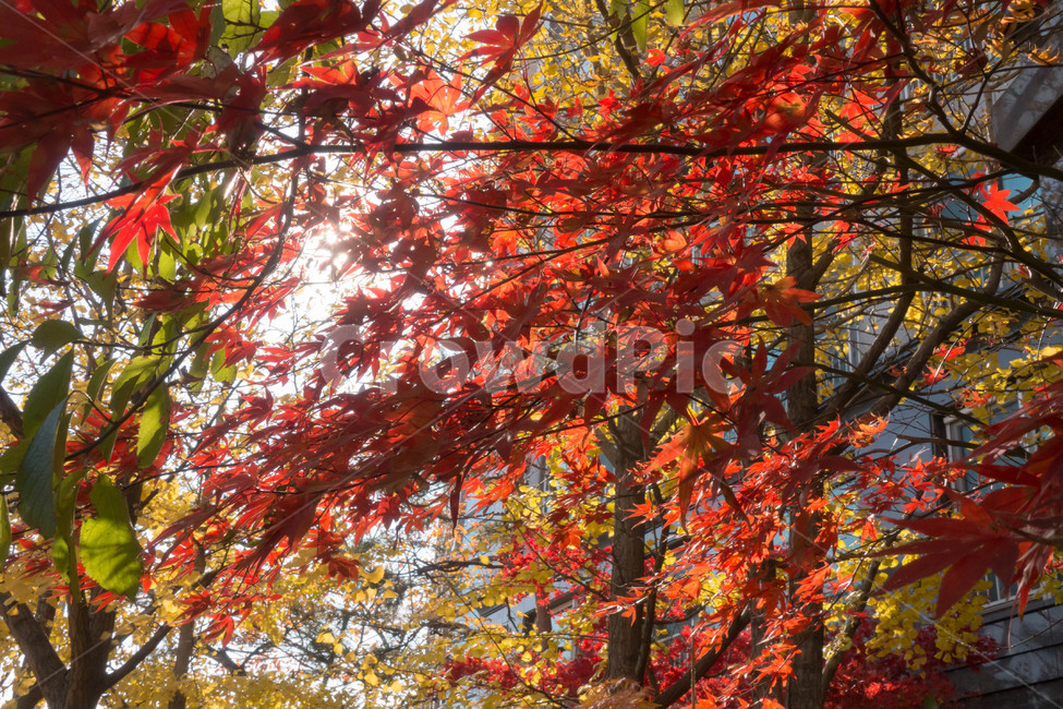 낙엽,가을,계절,자연색상,자연,배경,잎,가을,계절,fall,autumn,season,식물,자연,plants,nature