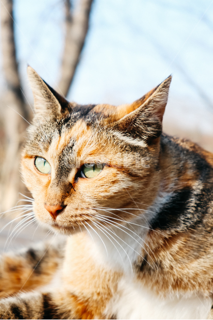 고양이,길고양이,길냥이,cat,냥이,동물,냥냥펀치,동물,animal,포유류,mammal,고양이,cat,kitten,kitty