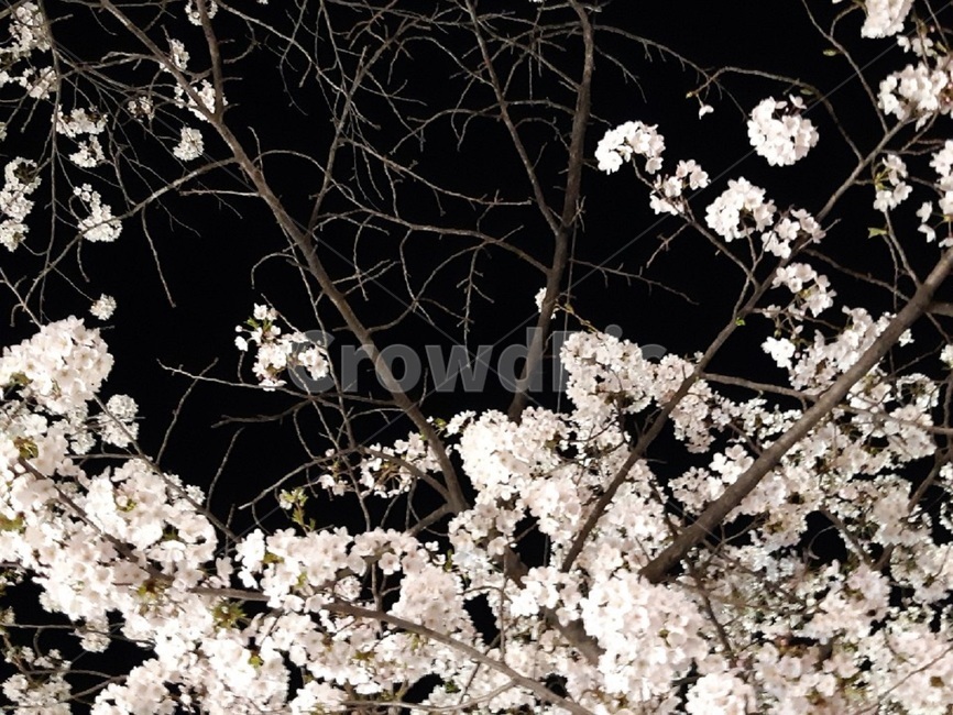 벚꽃,봄,봄꽃,꽃,flower,spring,꽃과하늘,자연,싱그러움,아름다움