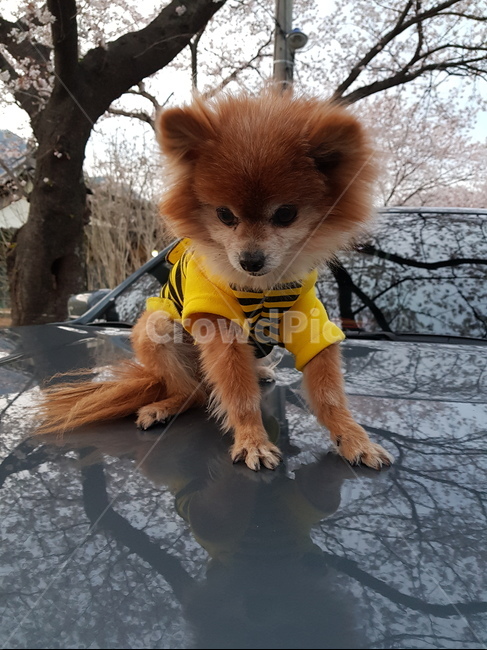 포메라니안,pomeranian,강아지,소형견,개,멍멍이,애완동물,dog,맹돌이,나들이,자동차
