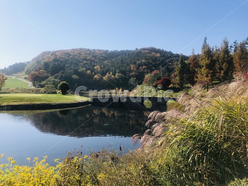 자연,골프장,해저드,나무,가을,갈대,nature,water,물,golf