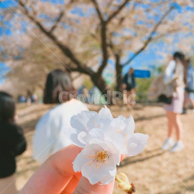 한강,벚꽃,봄,4월,감성,체리블라썸,하늘