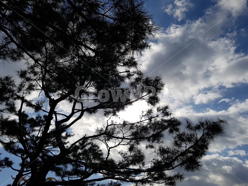 나무,하늘,가을,소나무,침엽수,자연,풍경,nature,landscape,tree,plant,식물