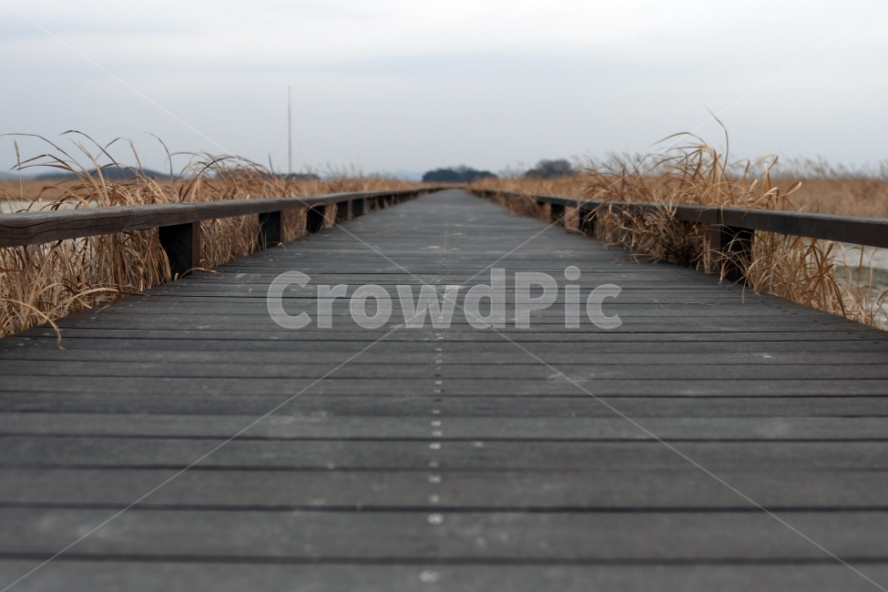 갈대,갈대밭,우음도,겨울갈대,길,풍경,강아지풀,겨울,계절,winter,season