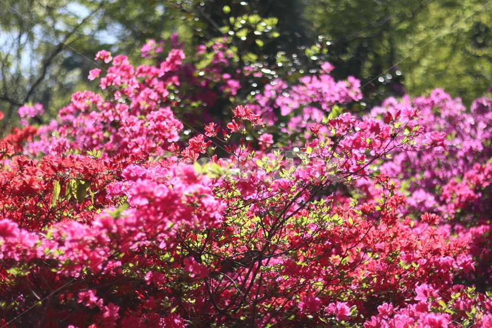 영산홍,수목원,핑크핑크,봄,나무,꽃,풍경,초록,봄,계절,spring,season,식물,자연,plants,nature,꽃,flower,plant