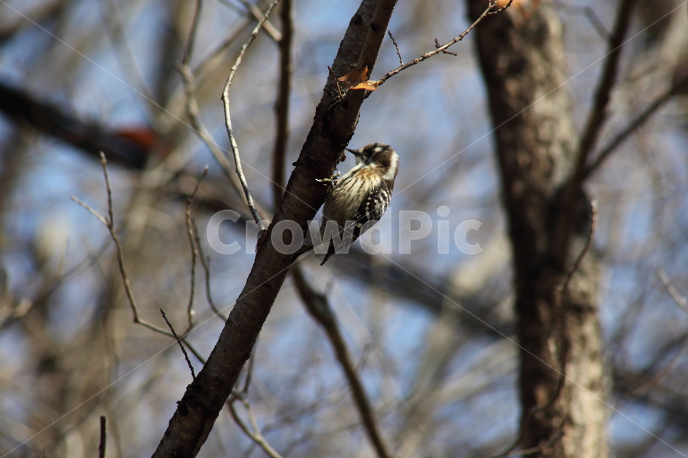 딱다구리,새,동물,picidae,piciformes,쇠딱다구리,woodpecker,딱따구리,동물,animal,조류,새,birds