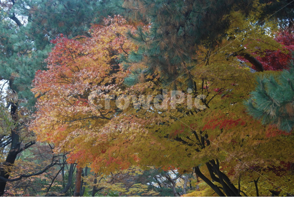 가을풍경,가을단풍,단풍,tree,나무,가을,계절,fall,autumn,season