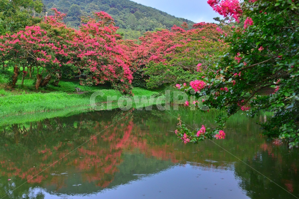 outdoors,옥외,water,물,nature,자연,담양,명옥헌원림,명혹헌배롱나무,배롱나무,유적지,문화재