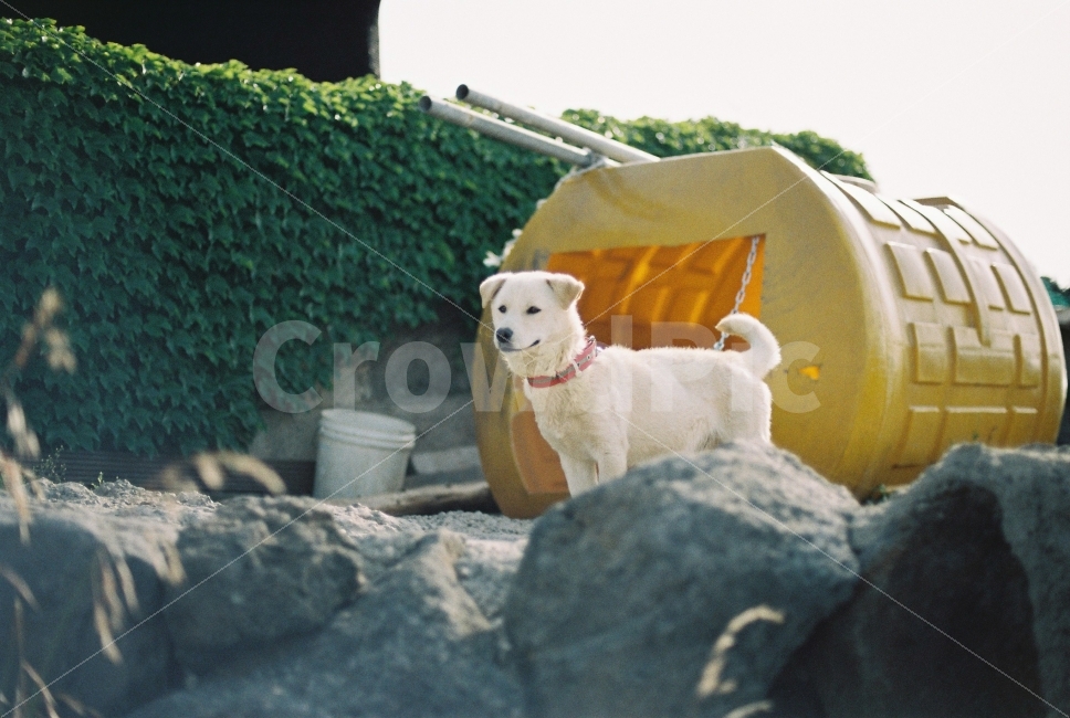 강아지,개,멍멍이,동물,반려견,제주도,시골,아날로그,Nikon,Fm2,필름,필름카메라,필름사진,동물,animal,포유류,mammal,개,강아지,dog,doggy