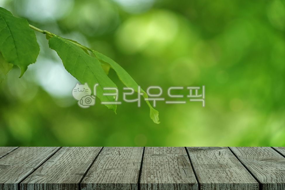 봄,아웃포커싱,보케,꽃,봄배경,나무판,나무,테이블,배경,책상,빛,조명,감성,공간,밝은,녹색,흐릿한,자연,잎,숲속,나뭇잎